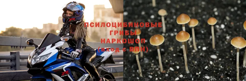 продажа наркотиков  Буинск  Псилоцибиновые грибы Magic Shrooms 